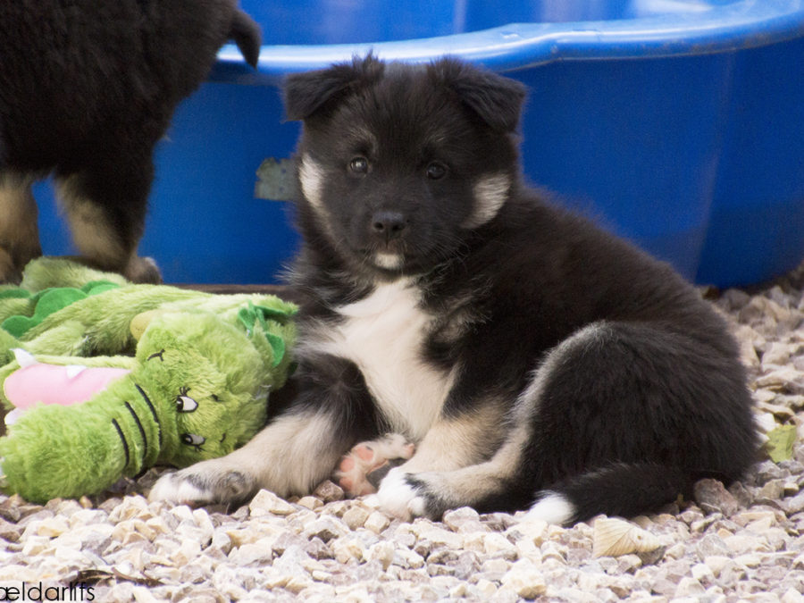 IJslandse Honden pup Skuggi 46 dagen oud