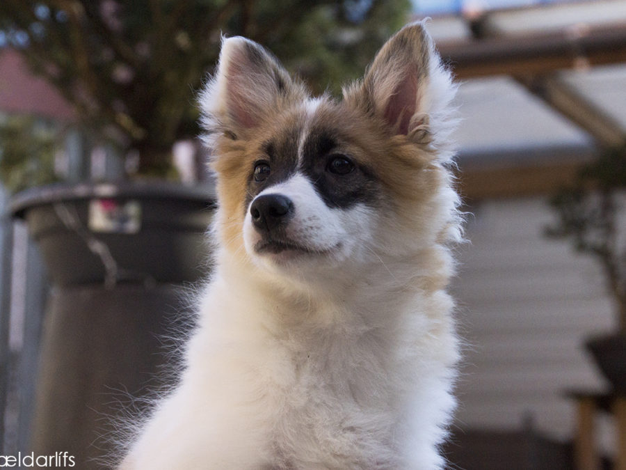 IJslandse Honden pup Svanmey 17 weken oud