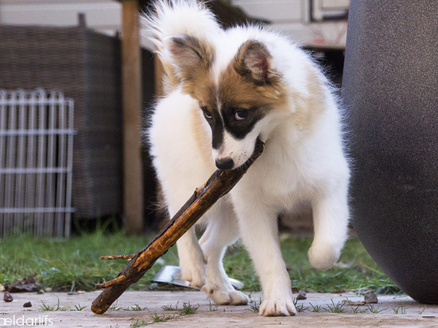 IJslandse honden pup Svanmey 17 weken oud tak