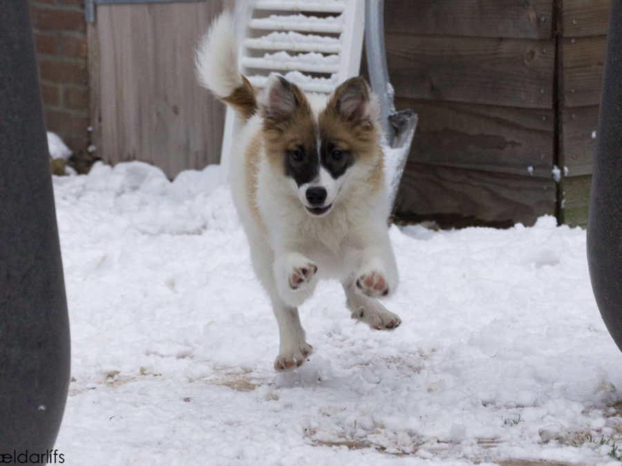 IJslandse honden pup sneeuw 4 maanden oud