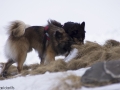 s IJslandse Honden 05