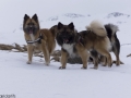 s IJslandse Honden 09