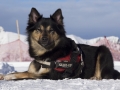 IJslandse Honden Wintersport Oostenrijk 2016 (12)