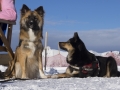 IJslandse Honden Wintersport Oostenrijk 2016 (14)