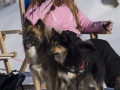 IJslandse Honden Wintersport Oostenrijk 2016 (17)
