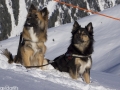 IJslandse Honden Wintersport Oostenrijk 2016 (19)