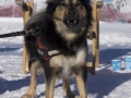 IJslandse Honden Wintersport Oostenrijk 2016 (2)