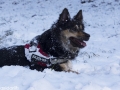 IJslandse Honden Wintersport Oostenrijk 2016 (22)