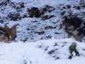 IJslandse Honden Wintersport Oostenrijk 2016 (25)