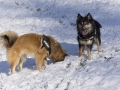 IJslandse Honden Wintersport Oostenrijk 2016 (27)