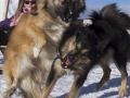 IJslandse Honden Wintersport Oostenrijk 2016 (5)