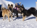 IJslandse Honden Wintersport Oostenrijk 2016 (7)
