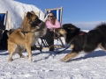 IJslandse Honden Wintersport Oostenrijk 2016 (8)