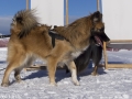 IJslandse Honden Wintersport Oostenrijk 2016 (9)